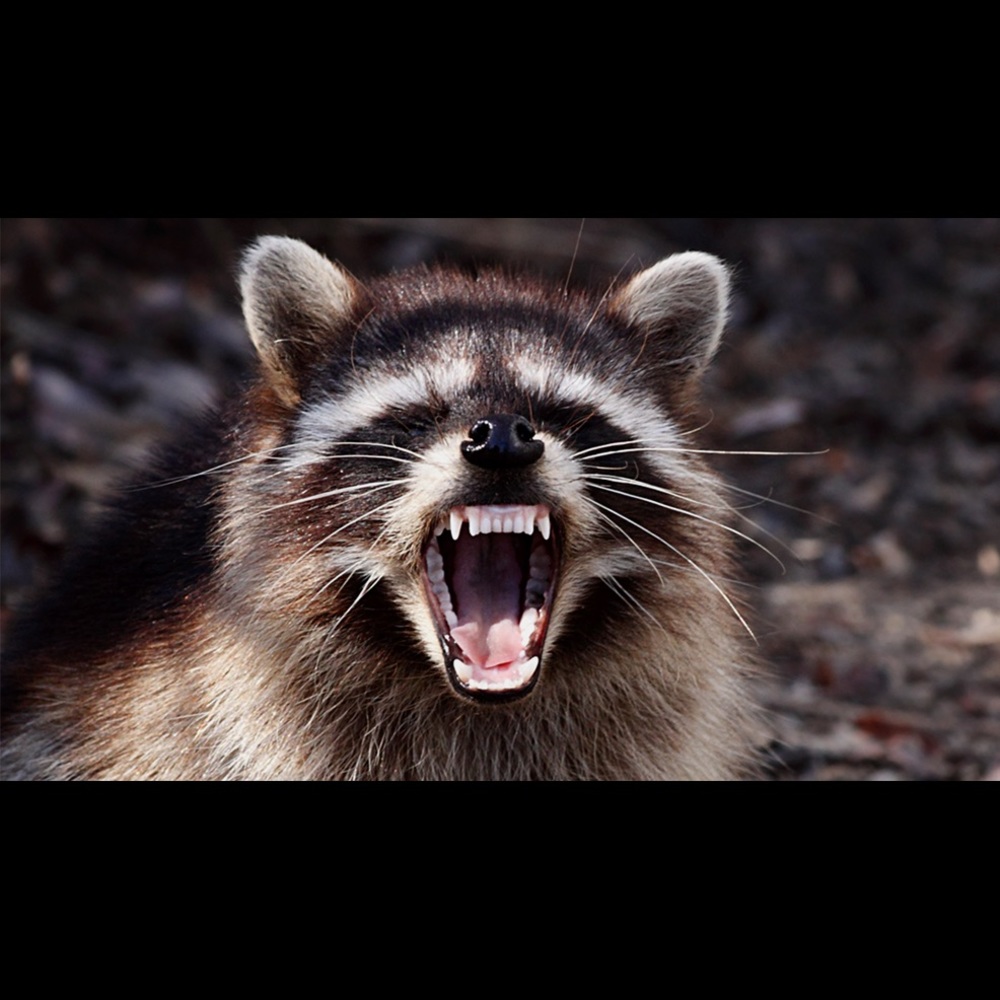 Meet your Posher, Jon